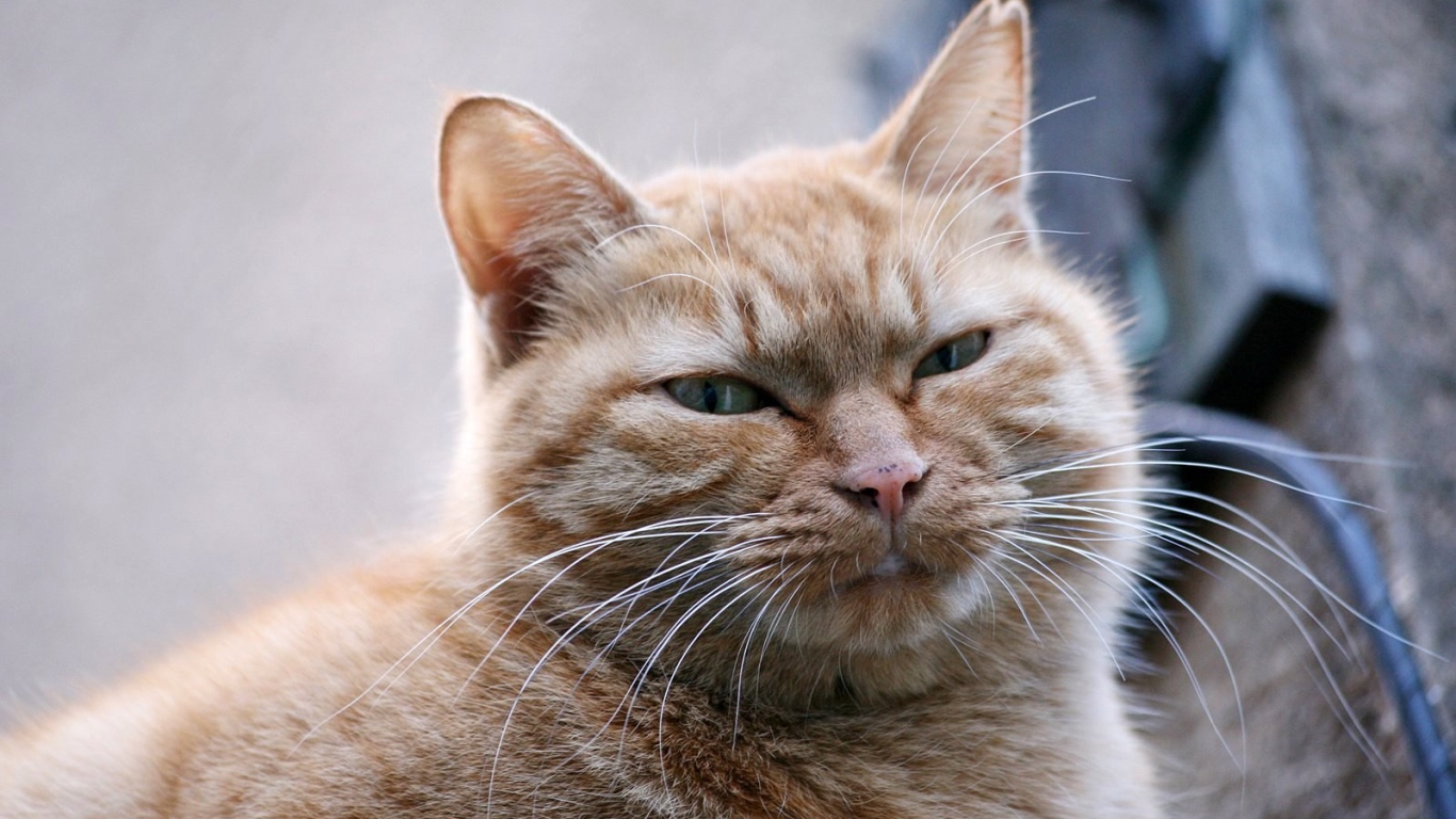 Толстый серый кот