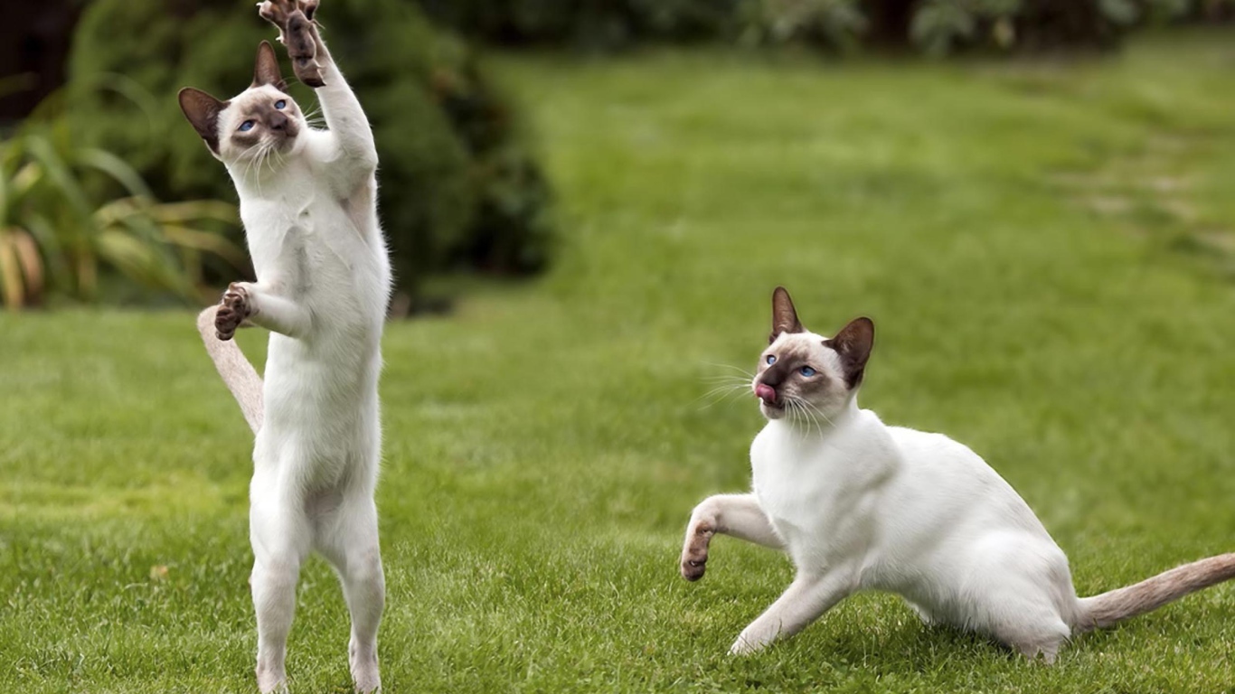 Два сиамских кота поймали мышь