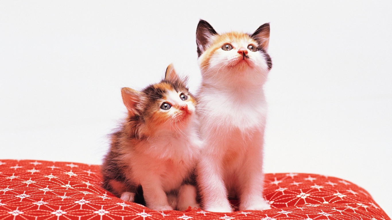 Два милых котенка