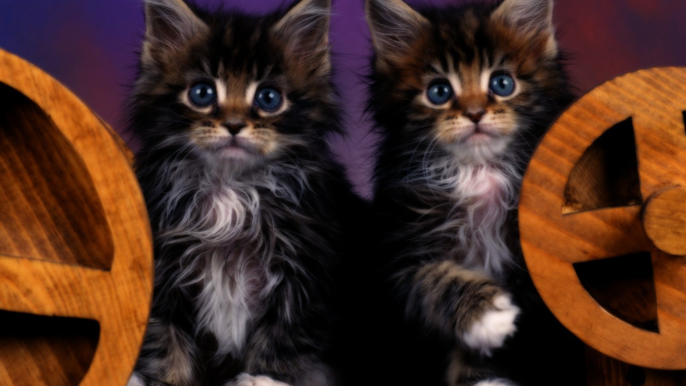 Два котенка с голубыми глазами