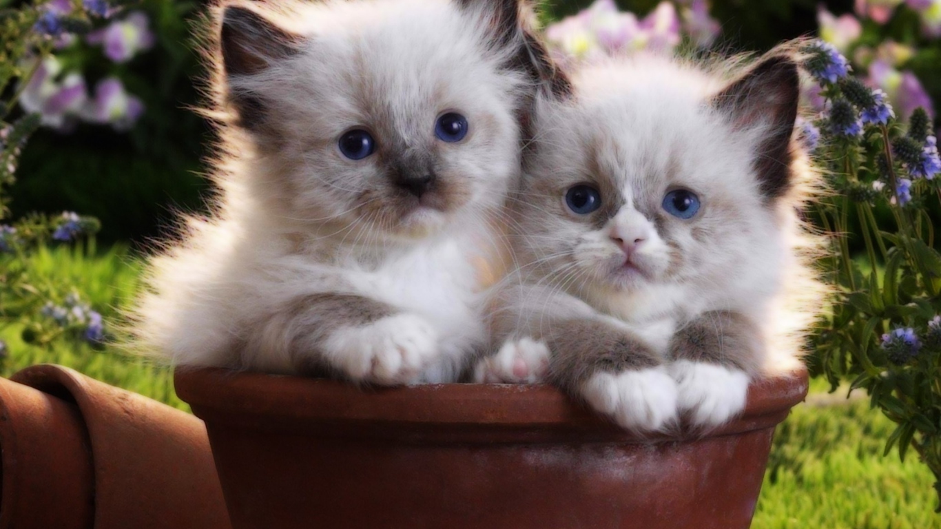 Два котенка в цветочном горшке