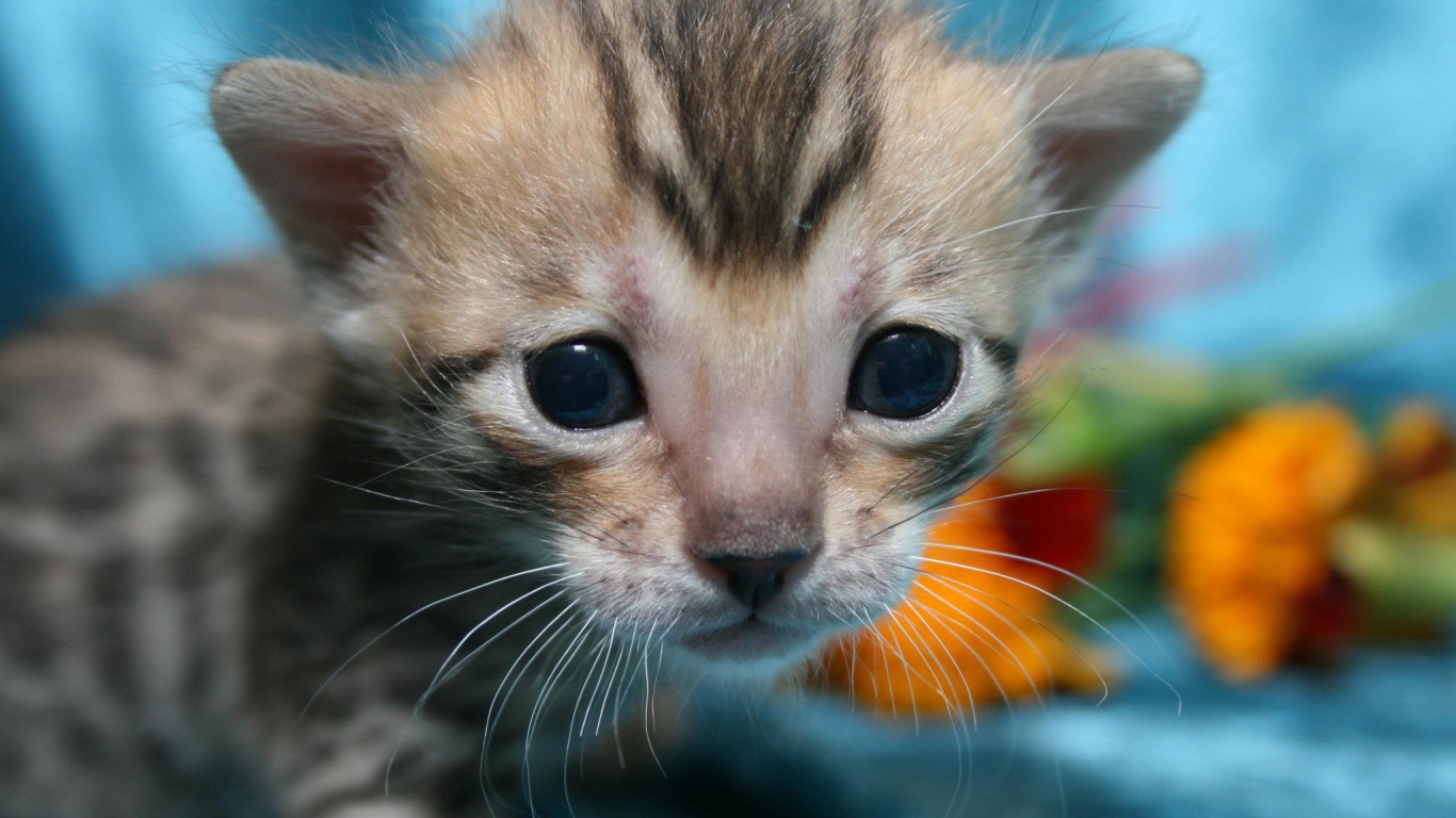 Совсем маленький серебристый бенгальский кот