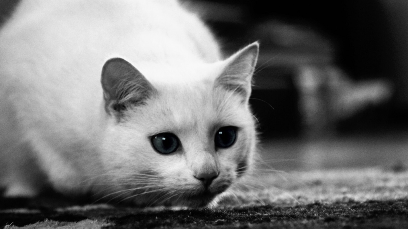 Белый кот охотится