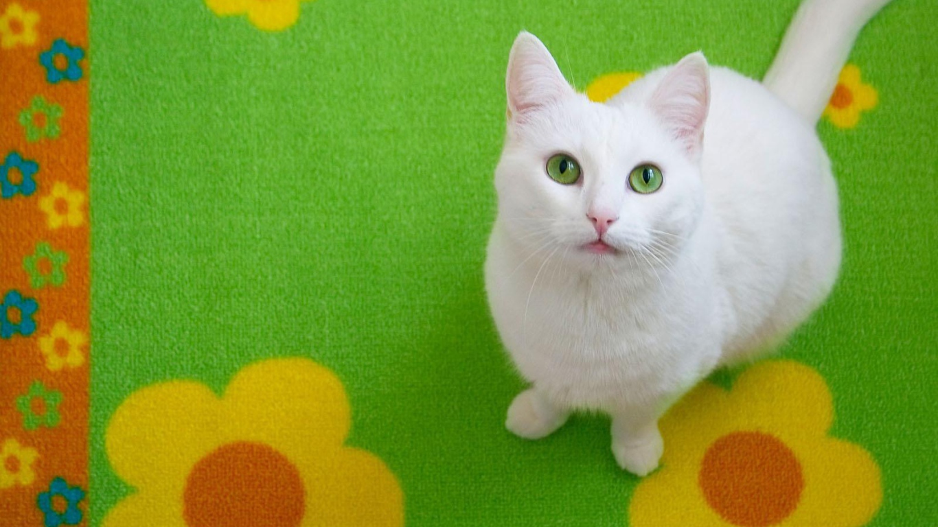 Белый кот на зелёном ковре