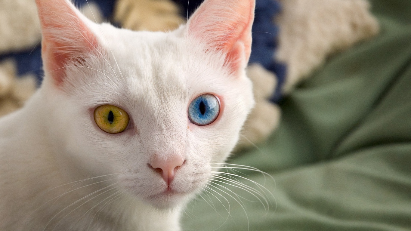Белый кот с красивыми глазами
