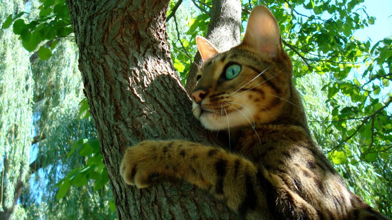 Молодой бенгальский кот на дереве