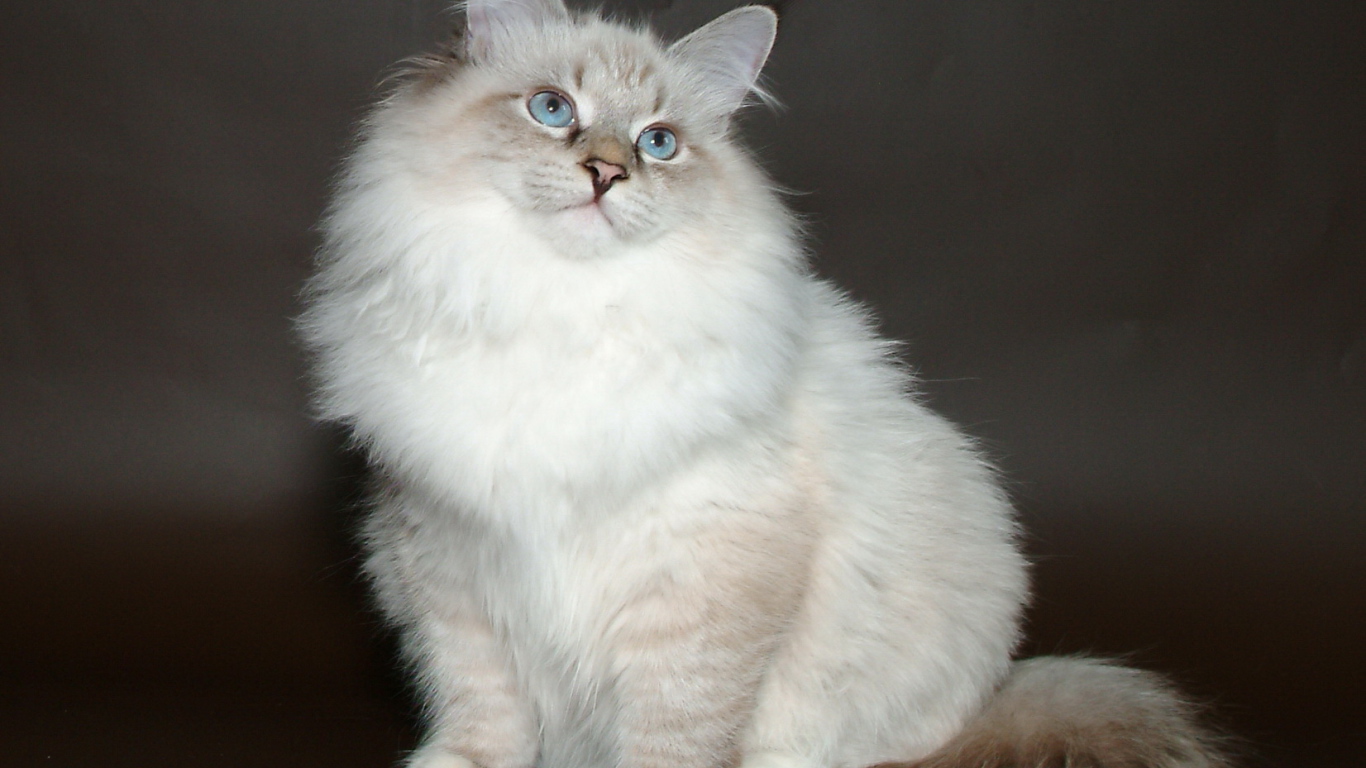 Молодой красивый сибирский кот позирует