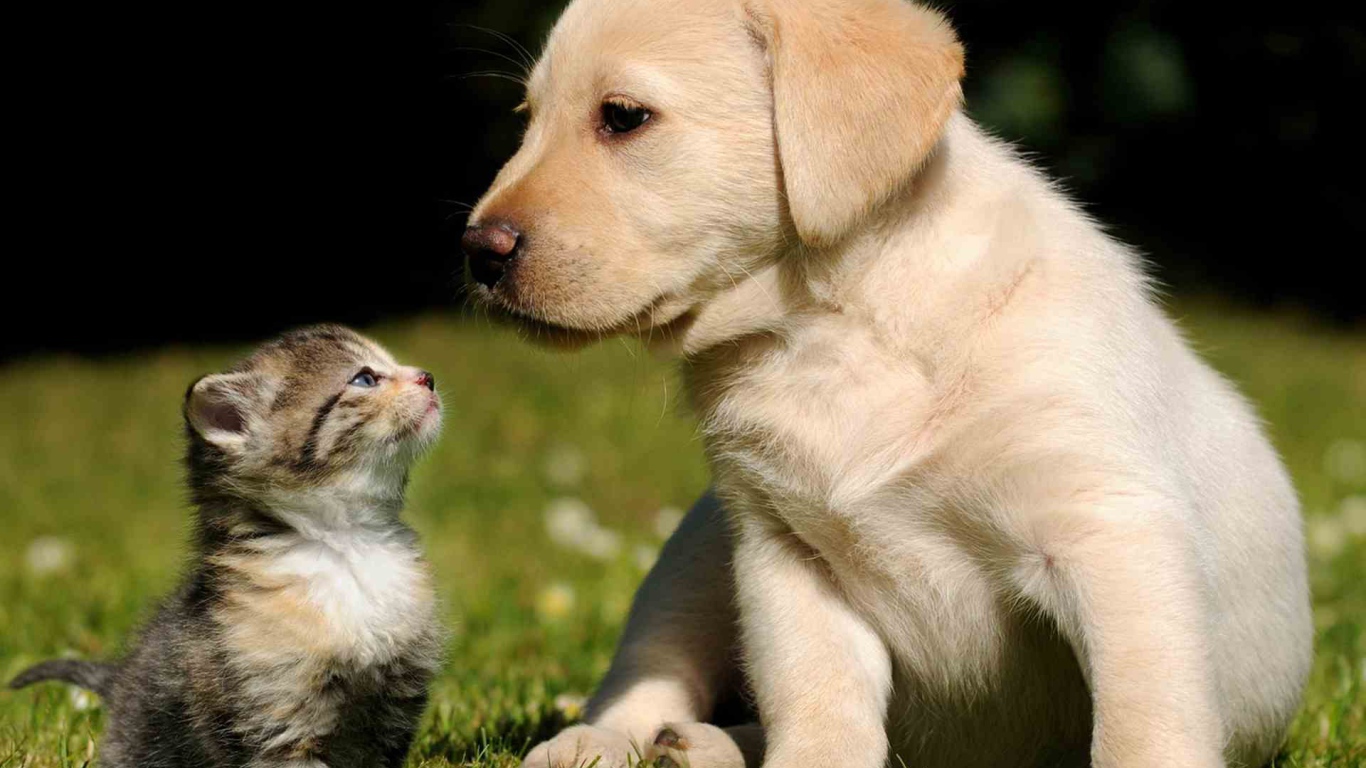 Маленькие красивые кот и пёс