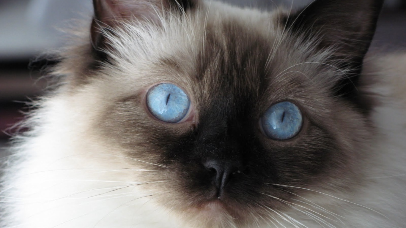 Молодой пушистый сиамский кот