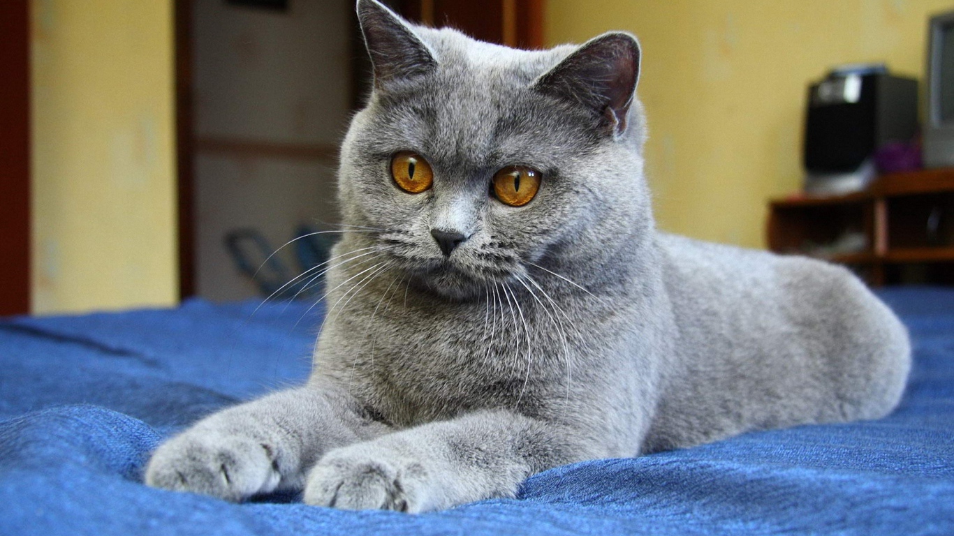 Молодой красивый британский короткошёрстный кот