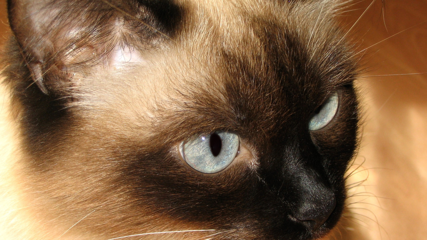 Красивый усатый сиамский кот 