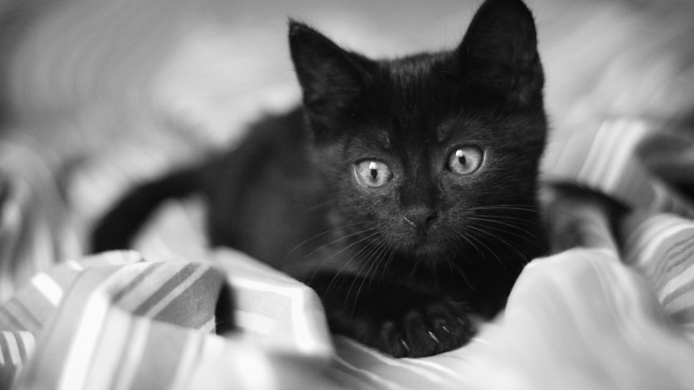 Красивый маленький чёрный кот лежит на постели