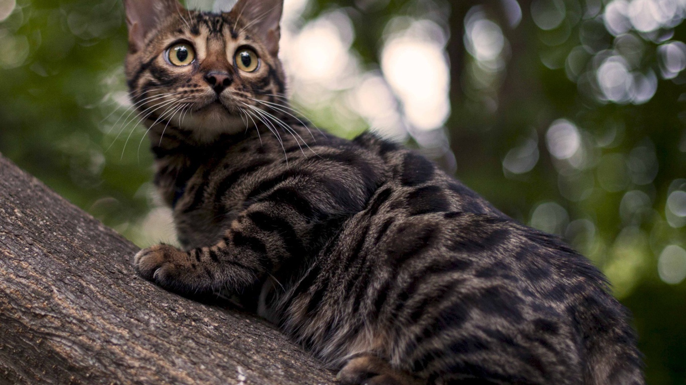 Бенгальский кот на дереве