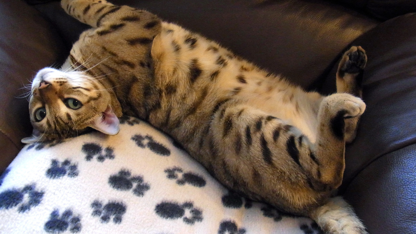 Бенальский кот расслабляется на кресле