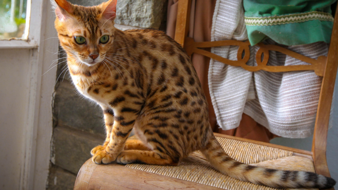 Бенгальский кот сидит на стуле