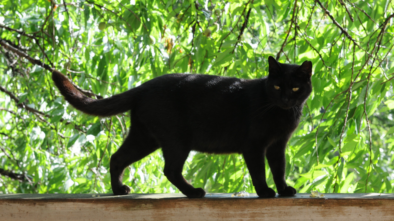 Чёрный кот на заборе под деревом