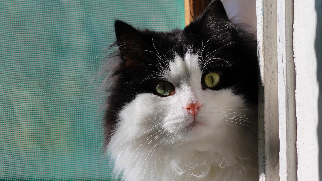 Маленький милый черно-белый кот