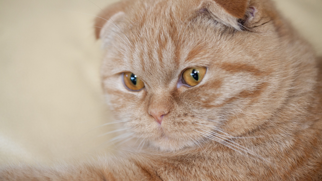 Симпатичный рыжий шотландский вислоухий кот