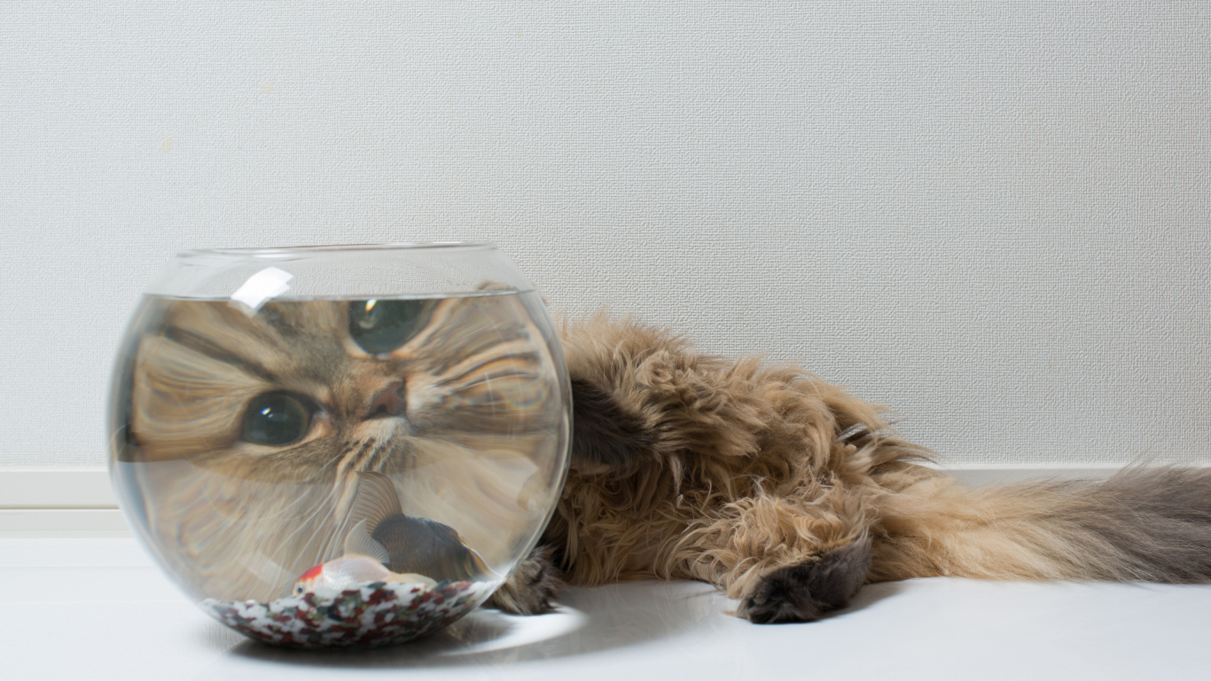 Пушистый кот и рыбка, знакомство