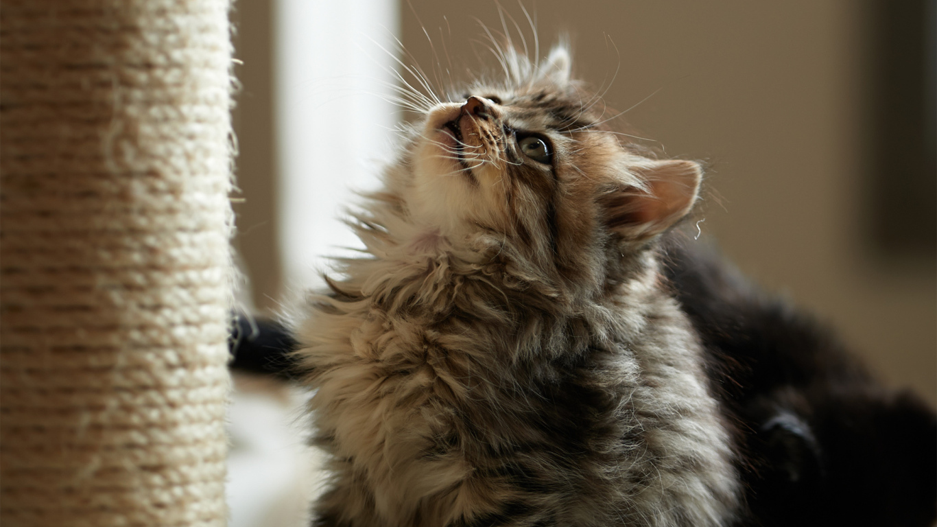 Пушистый милый кот