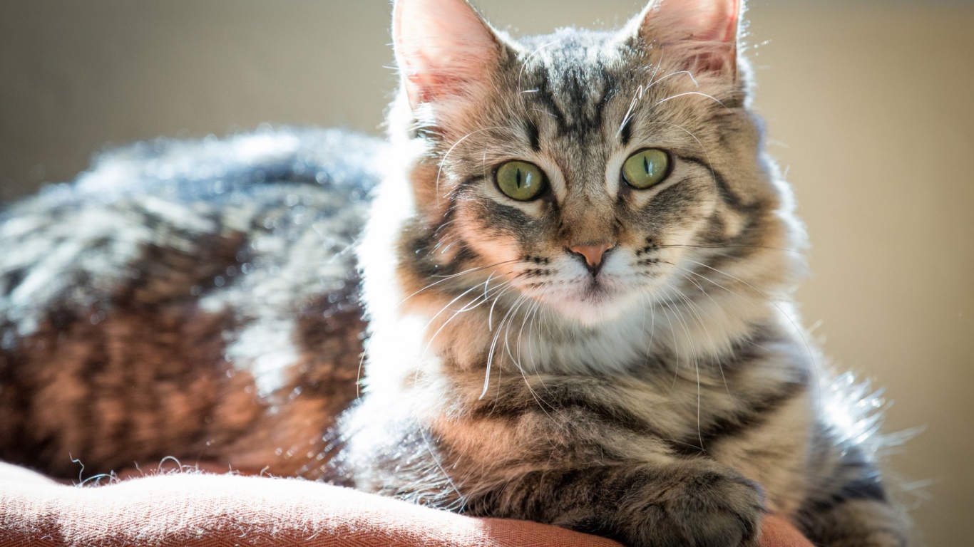 Пушистый зеленоглазый кот