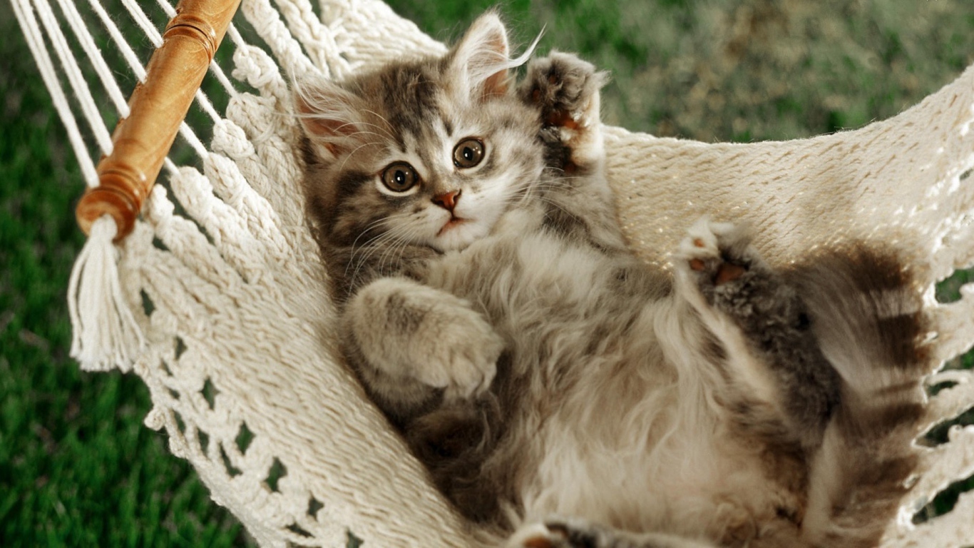 Смешной кот в гамаке