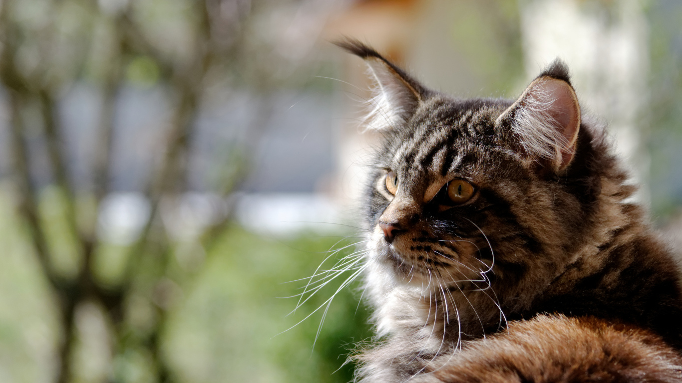 Кот мейн-кун кого-то увидел