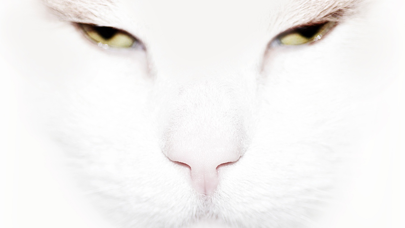 Серьёзный белый кот крупным планом