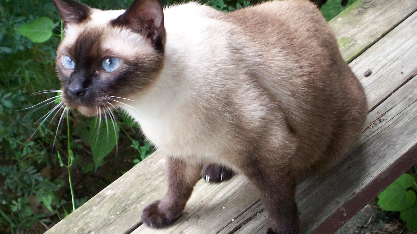 Сиамский кот сидит на скамейке