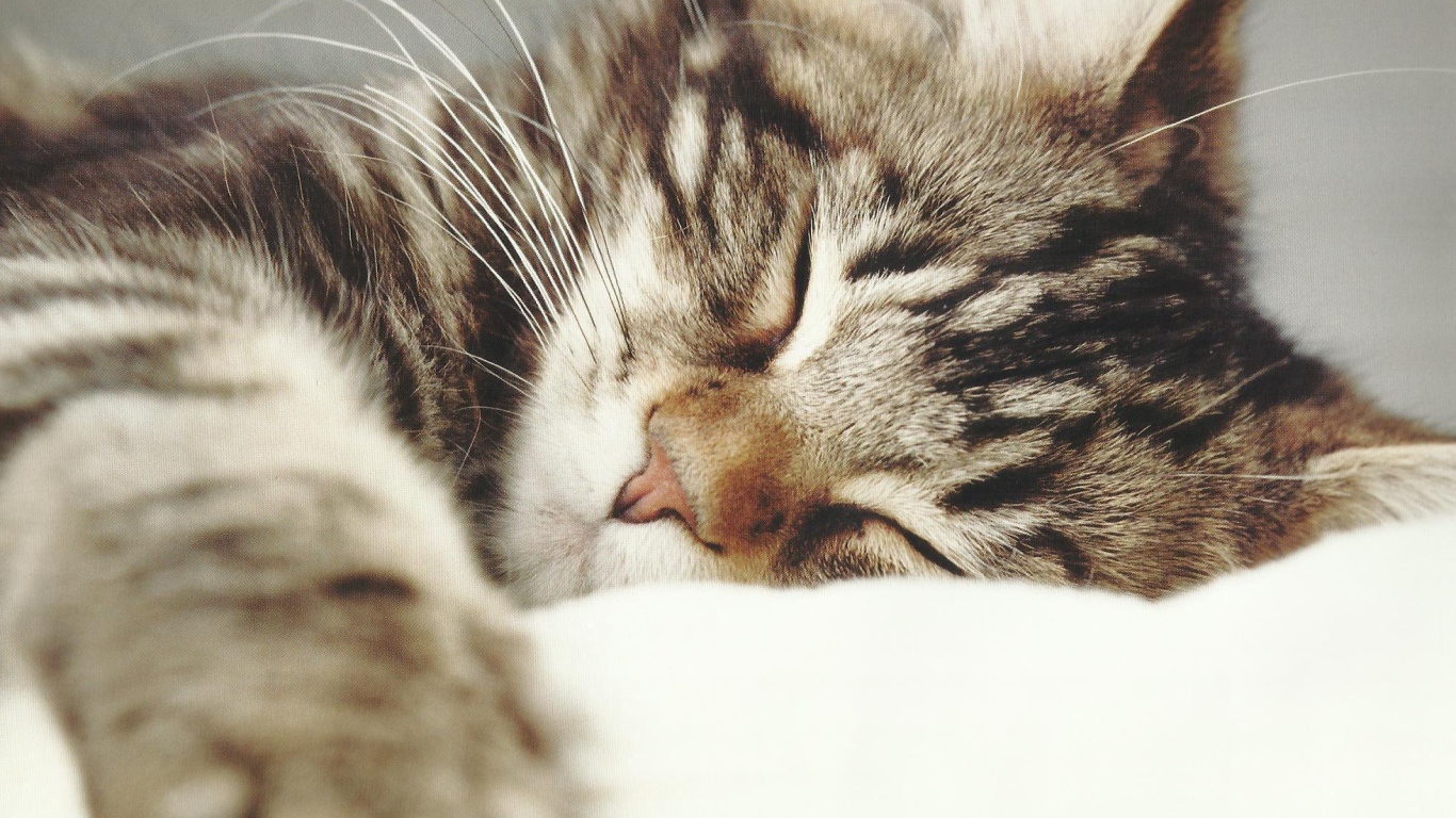 Маленький красивый кот спит