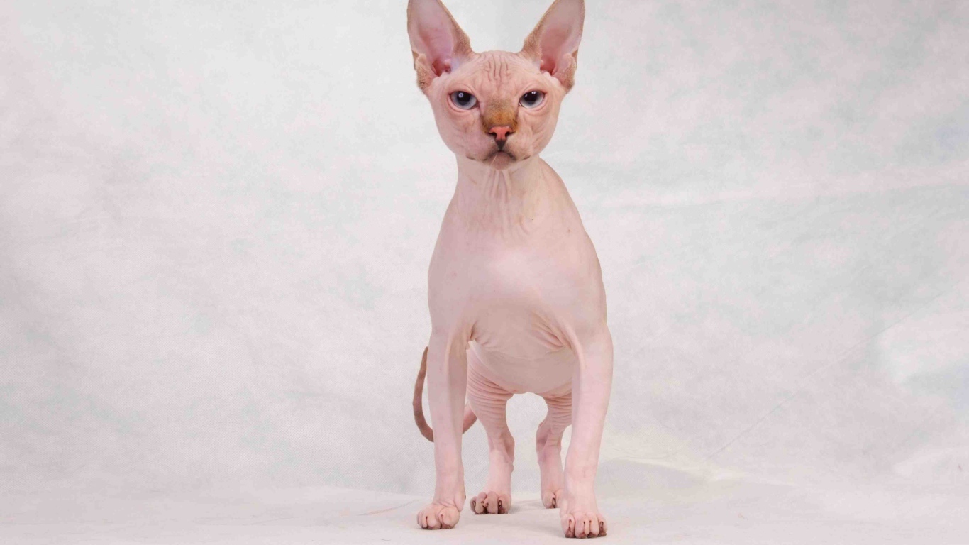 Кот сфинкс с голубыми глазами позирует на белом фоне