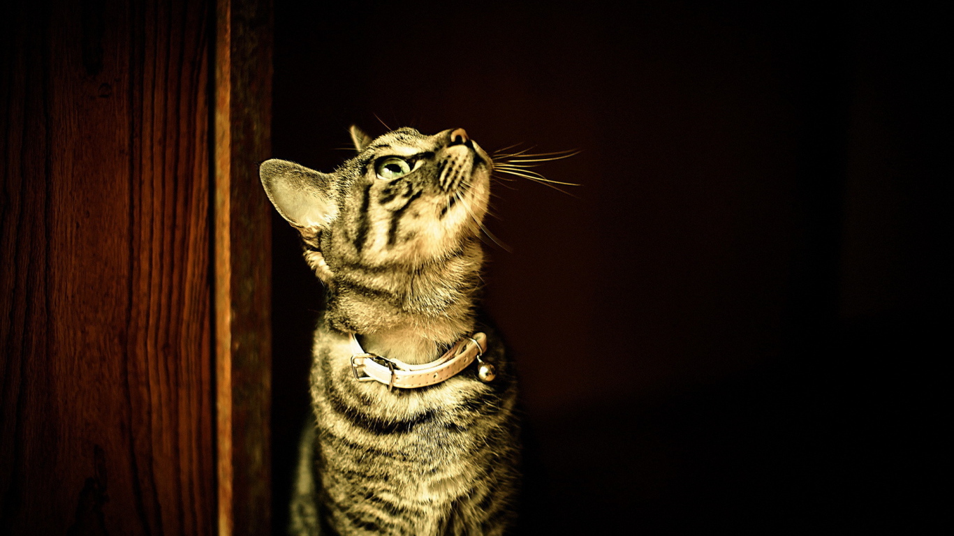 Полосатый кот в ошейнике