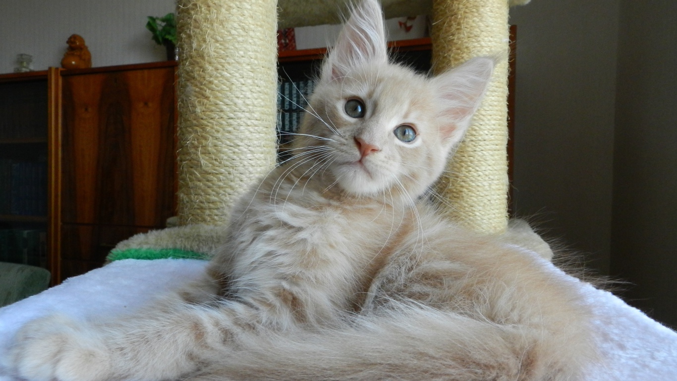 Молодой симпатичный кот мейн-кун отдыхает