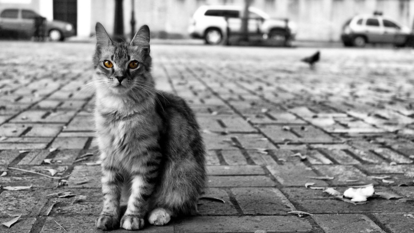 Кот с желтыми глазами