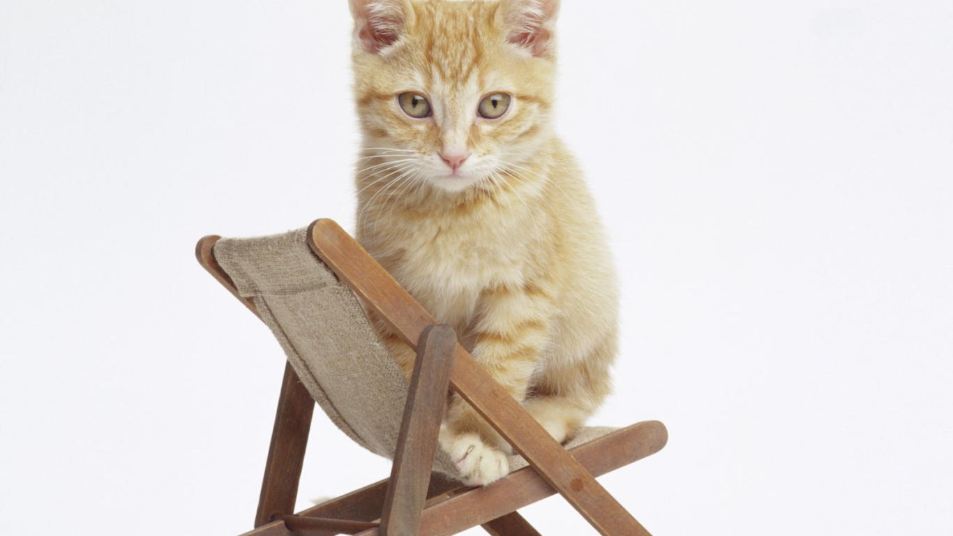 Котенок на стуле