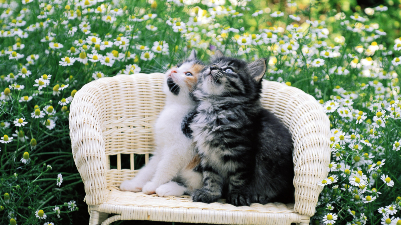 Котята на стуле в цветах