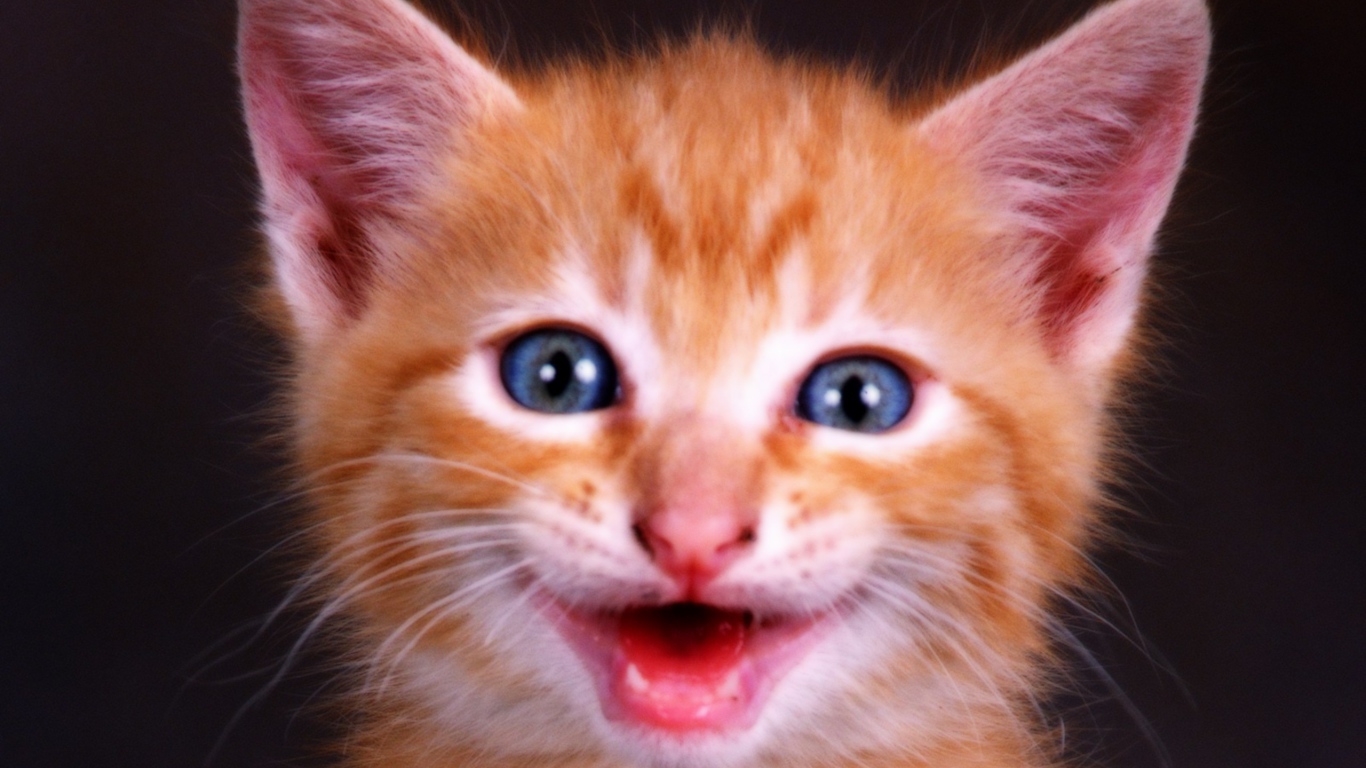 Рыжий котенок с голубыми глазами