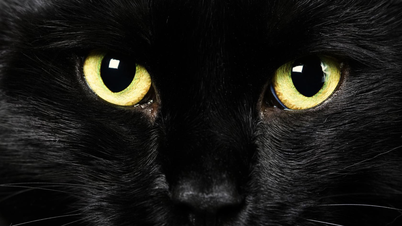 Желтые глаза черного кота