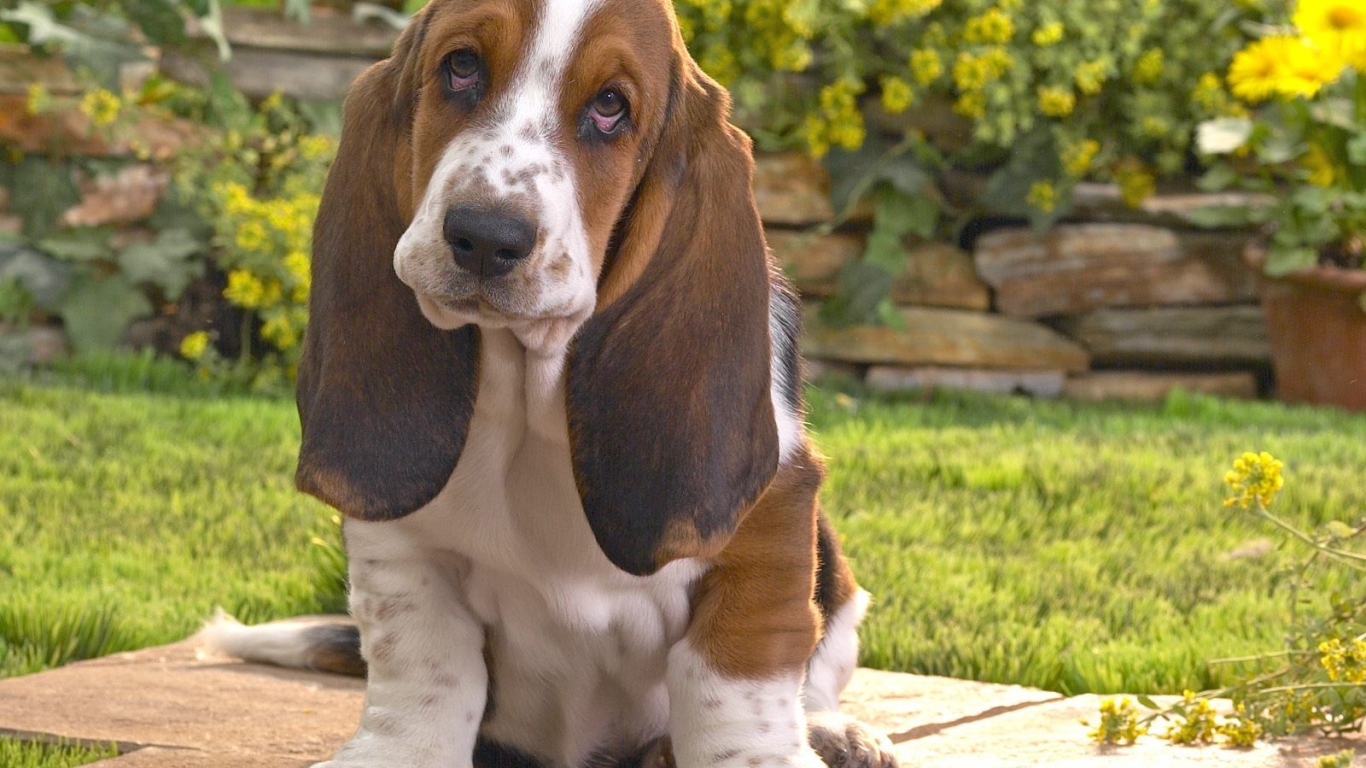 Бассет-хаунд на фоне цветов