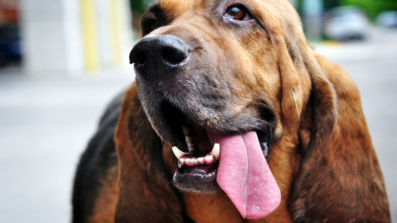 Бассет-хаунд показывает язык