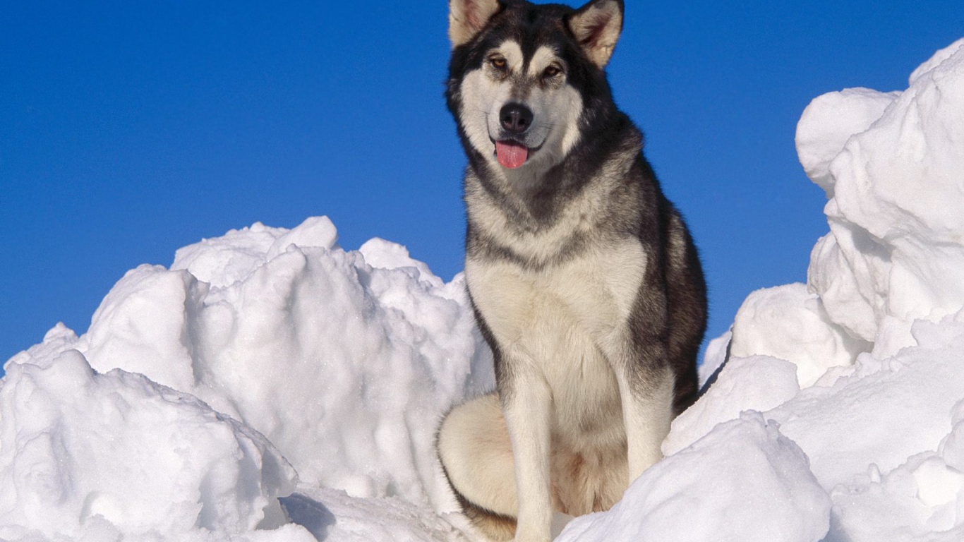 Взрослый аляскинский маламут в снегу