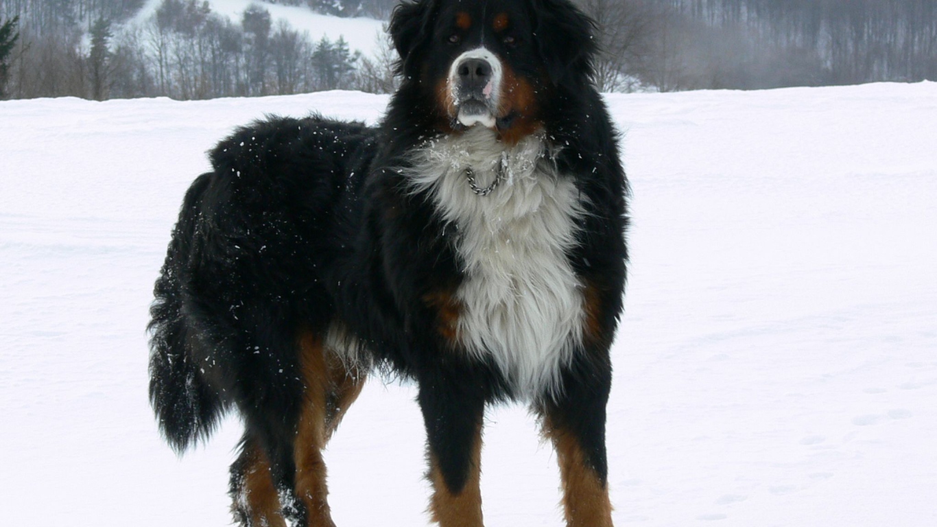 Взрослая бернская пастушья собака на снегу