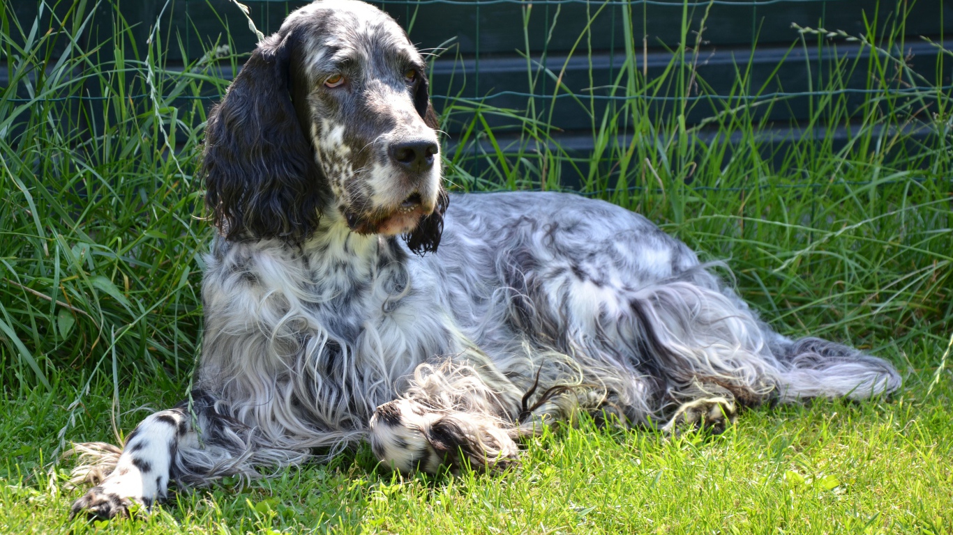 Взрослый английский сеттер