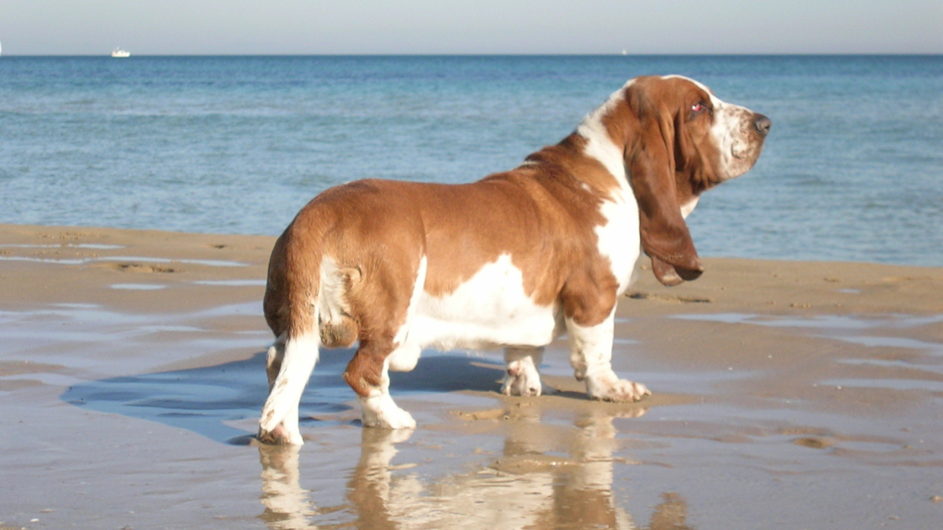 Взрослый бассет-хаунд возле моря