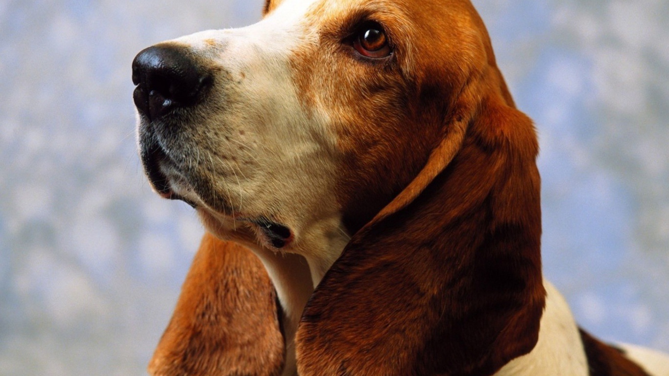 Взрослый бассет-хаунд на голубом фоне