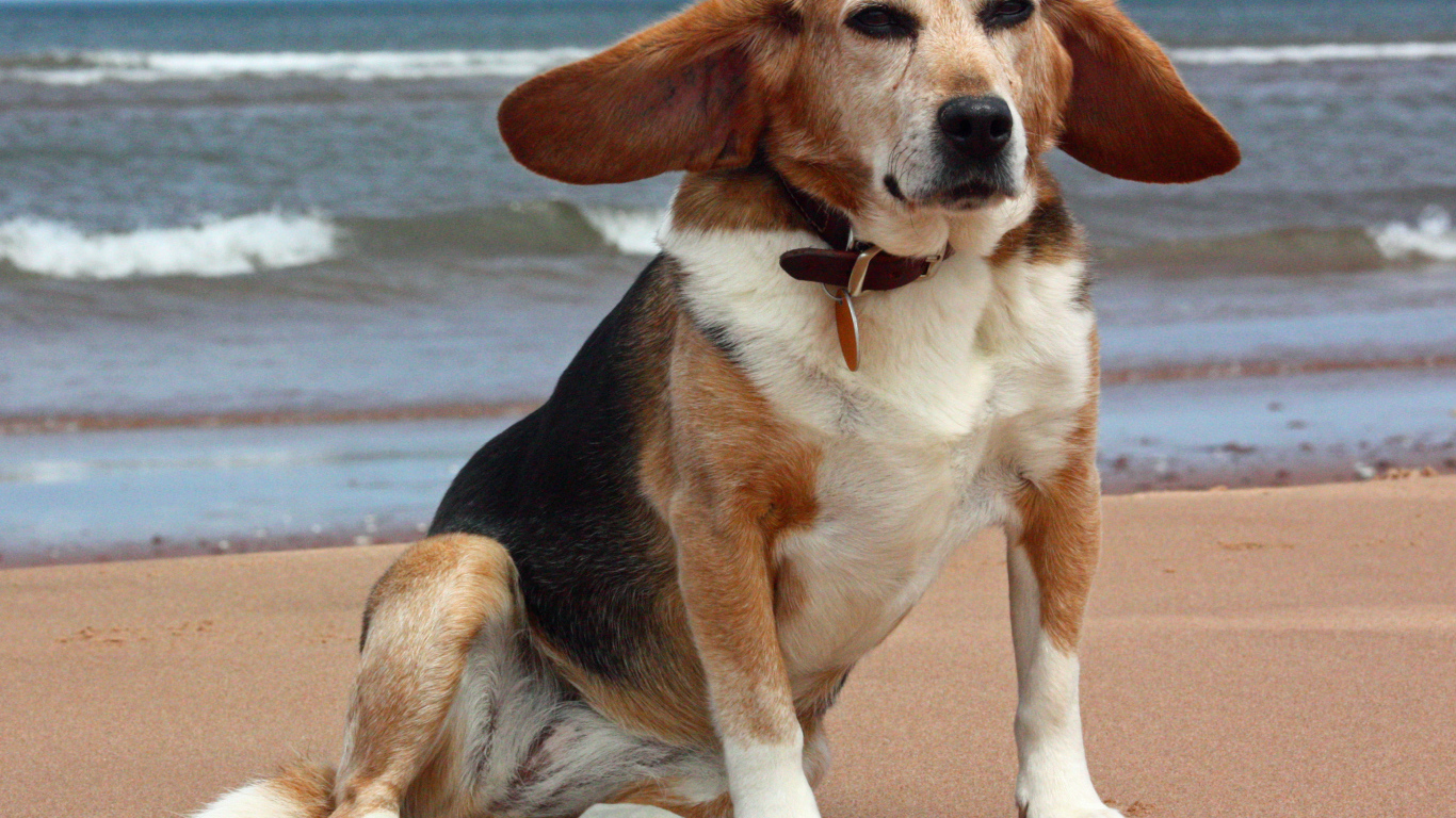 Взрослая смешная собака породы бигль возле моря