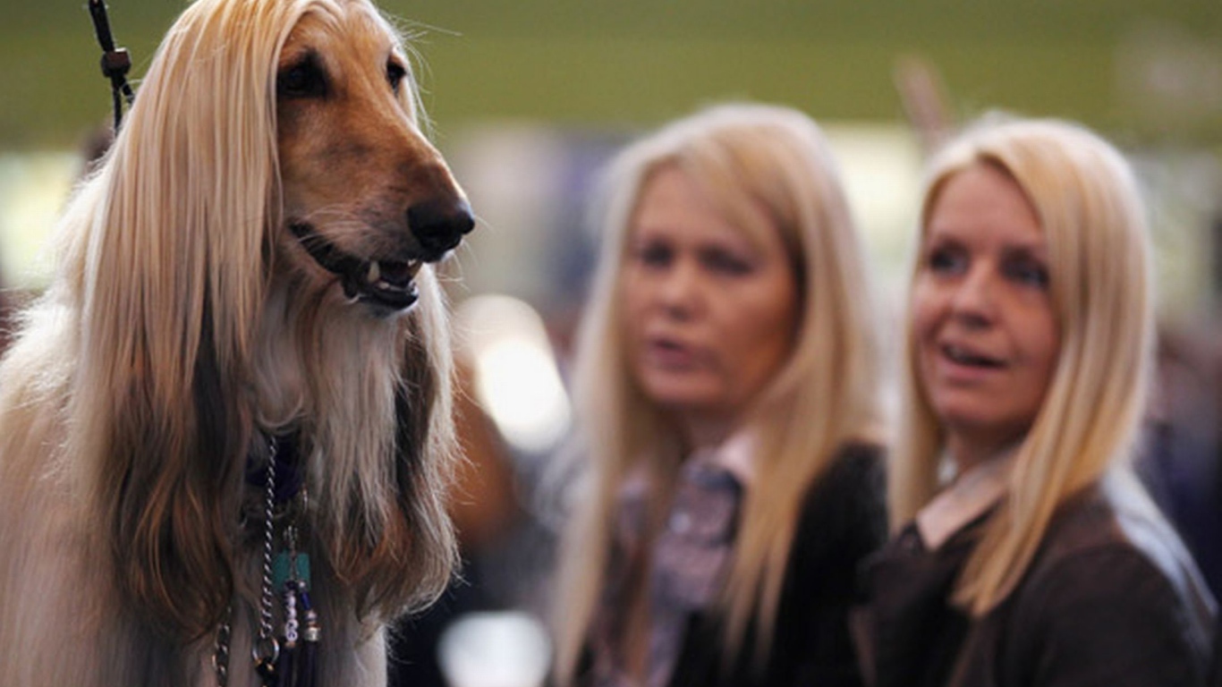 Афганская борзая на фоне девушек