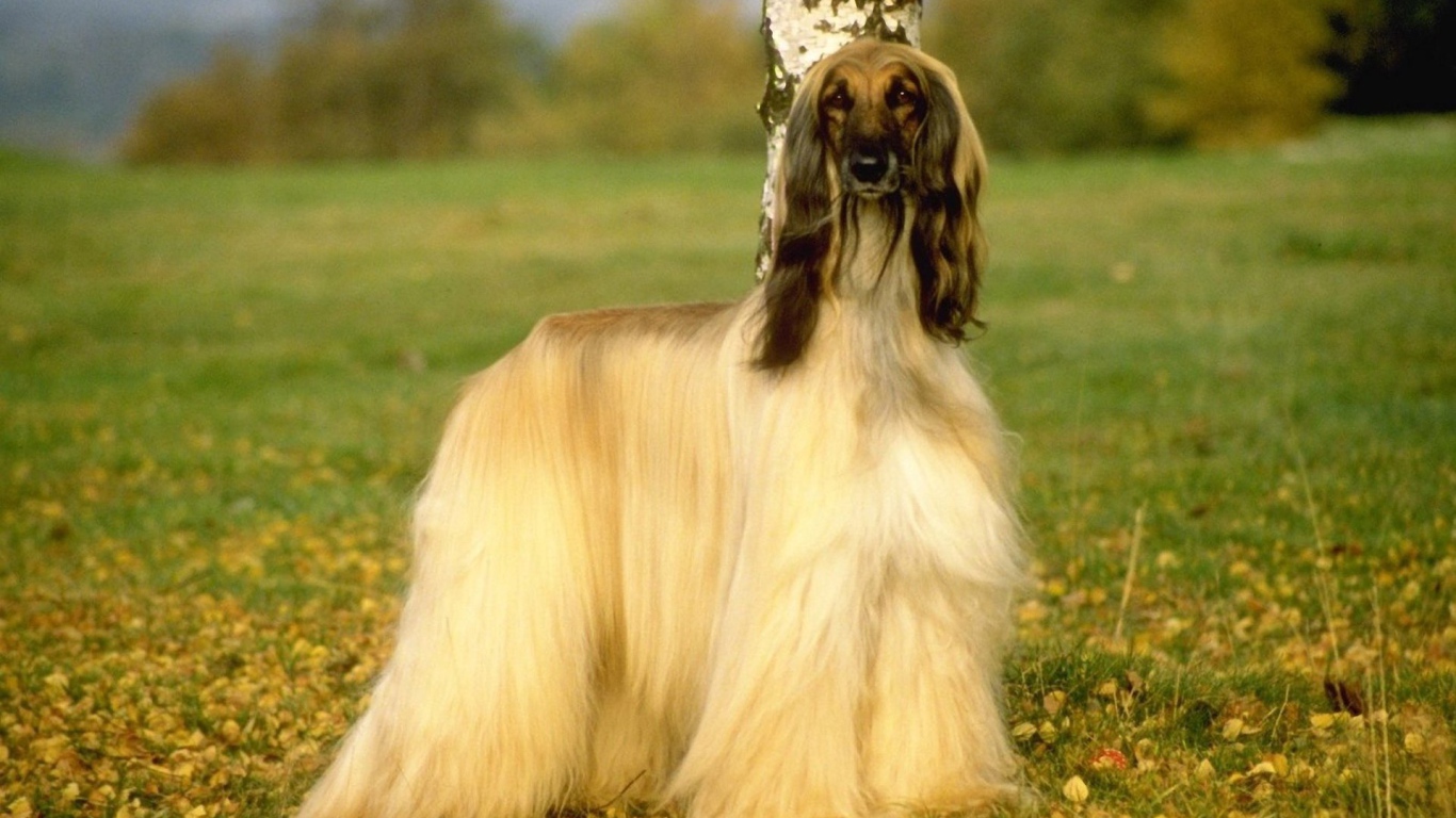 Афганская борзая на природе