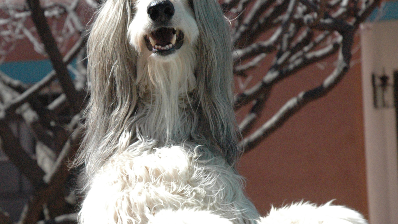 Афганская борзая охраняет территорию