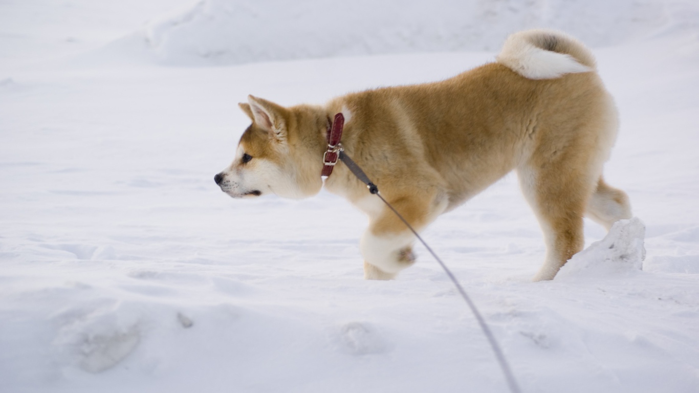 Акита-ину идёт по следу